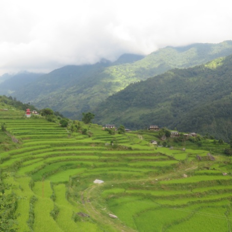 campos de arroz, Nepal