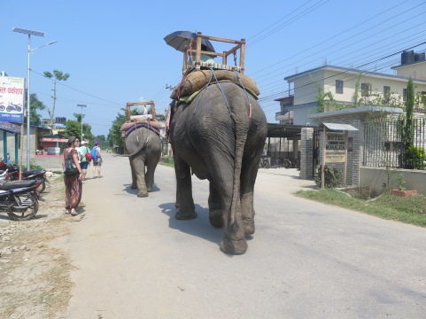 Elefantes por la carretera